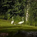 Fairy Tales On The Forest *